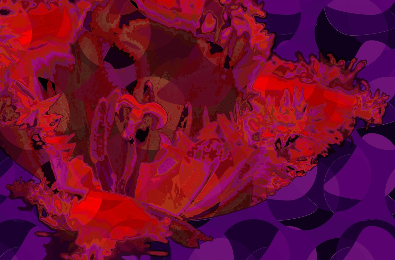 Rød tulipan (digital) af Scott J. Davis