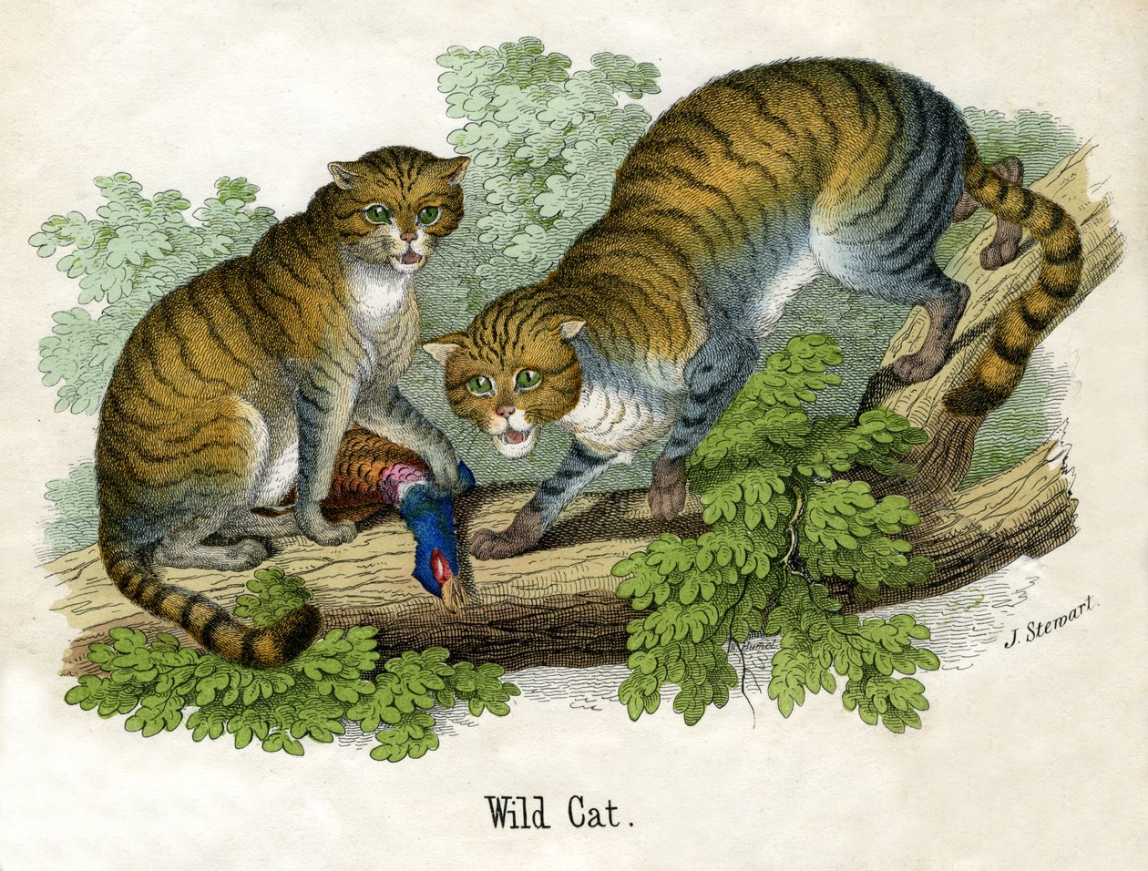 Antik tryk af to Bobcats af Scottish School