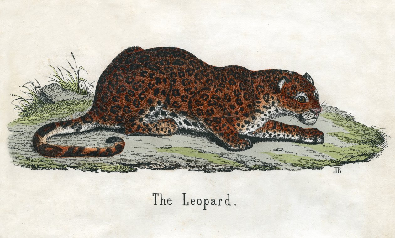 Antik tryk af en afrikansk leopard af Scottish School