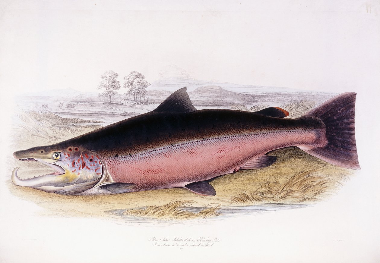 Salmo Salardani af Scottish School
