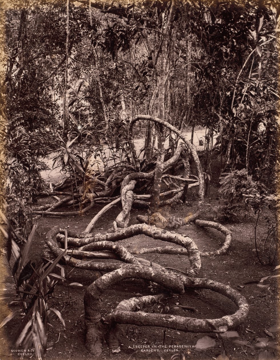 En slyngplante i Peradeniya Gardens, Ceylon af Scowen and Co.