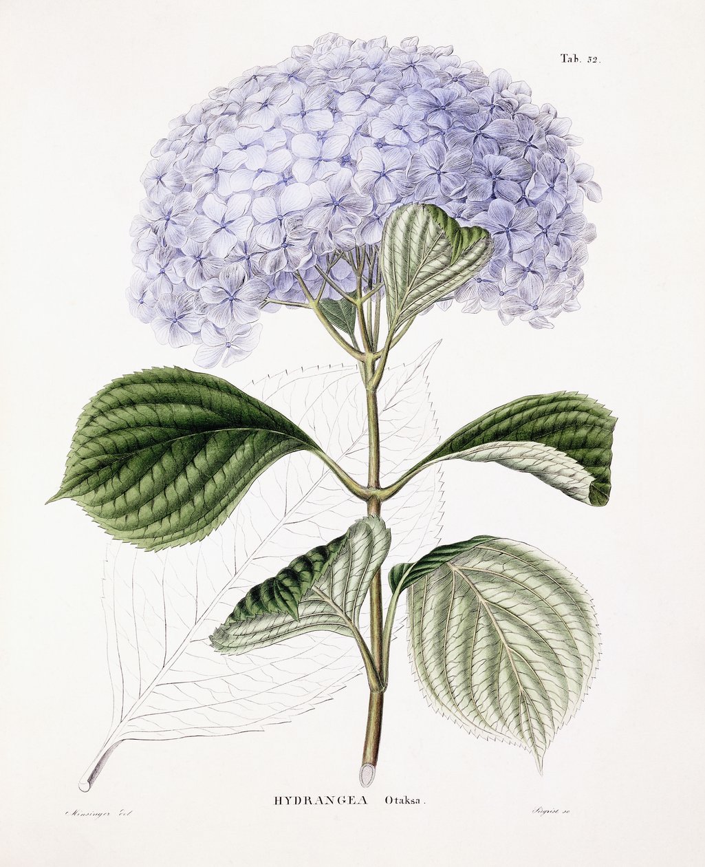 Hortensia Ottaksa, ca. 1835-70 af Sebastian Minsinger