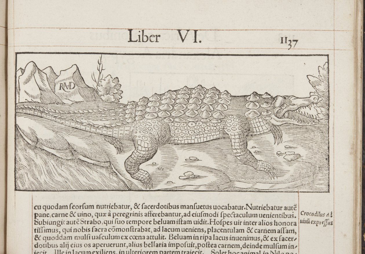 Cosmographia, Fol 1137, 1544 af Sebastian Munster