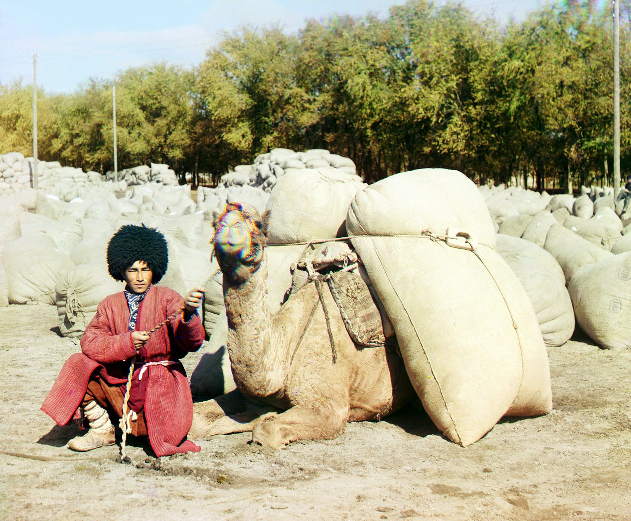 Turkmensk mand poserer med en kamel lastet med sække med bomuld, Centralasien, Det Russiske Imperium, mellem 1905 og 1915 af Sergey Prokudin Gorsky