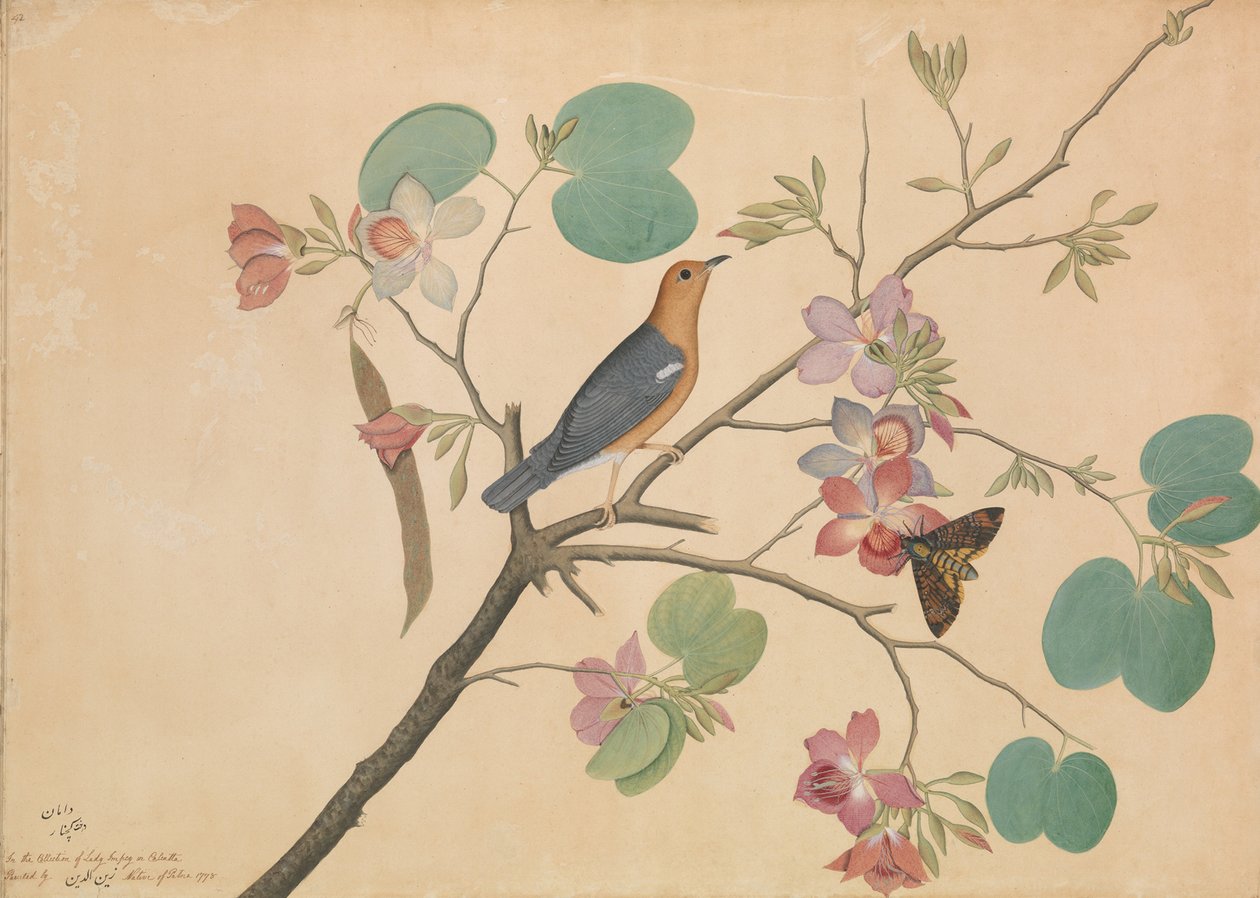 En orangehovedet jorddrossel og en dødshovedmøl på en lilla ibenholt orkidégren, 1778 af Shaikh Zain ud Din