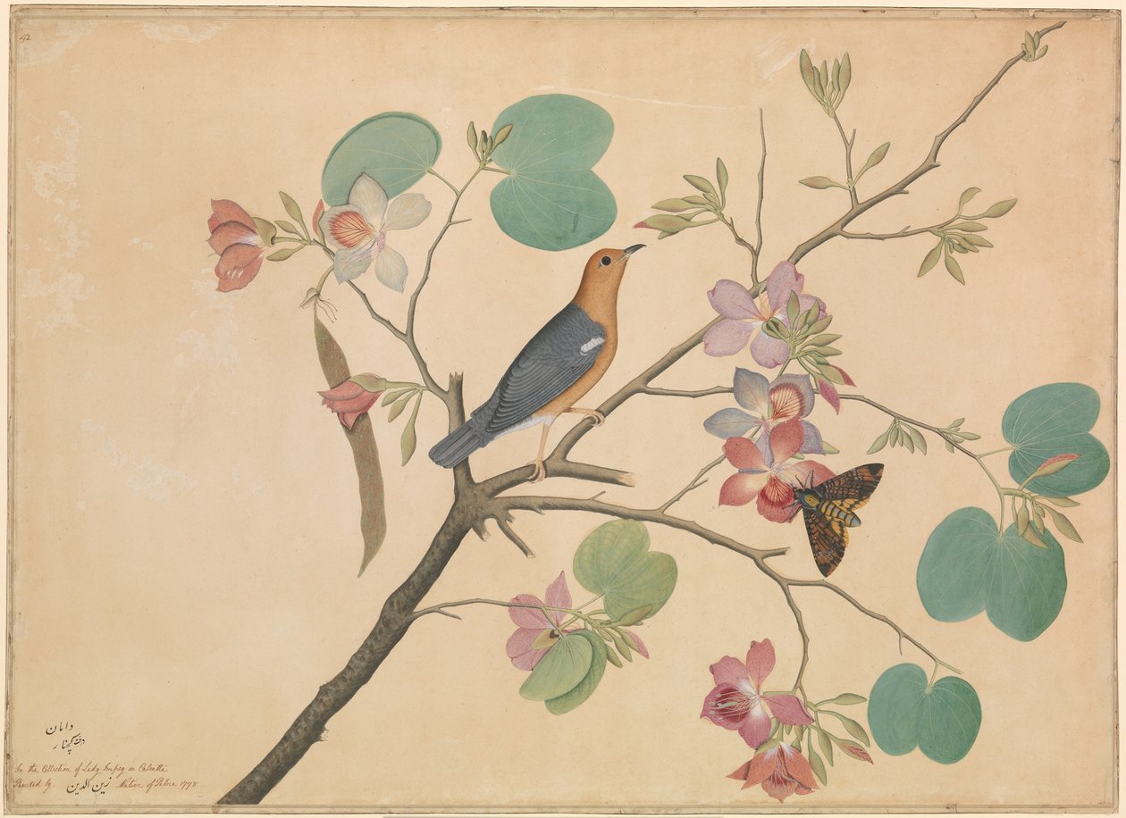 En orangehovedet jorddrossel og en dødshovedmøl på en gren af en lilla ibenholtorkidé af Shaikh Zain ud Din (fl.1777 83)