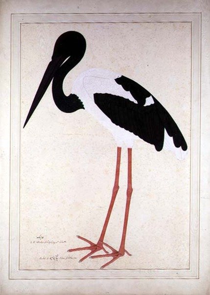 Sorthalset stork, Xenorhynchus Asiaticus, malet til Lady Impey i Calcutta af Shaikh Zain ud Din (fl.1777 83)