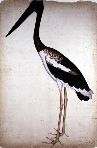 Sorthalset stork, Xenorhynchus Asiaticus, malet til Lady Impey i Calcutta, ca. 1780 (gouache på papir) af Shaikh Zain ud Din (fl.1777 83)