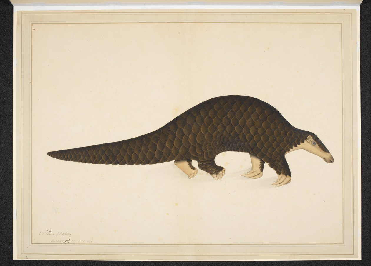 Tilføj sneen. Eller. 4667, Pangolin eller skællende myresluger af Shaikh Zain ud Din (fl.1777 83)