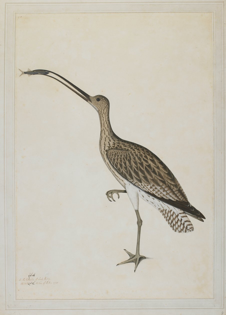 Eastern Curlew fortærer en mudderskipper af Shaikh Zain ud Din (fl.1777 83)