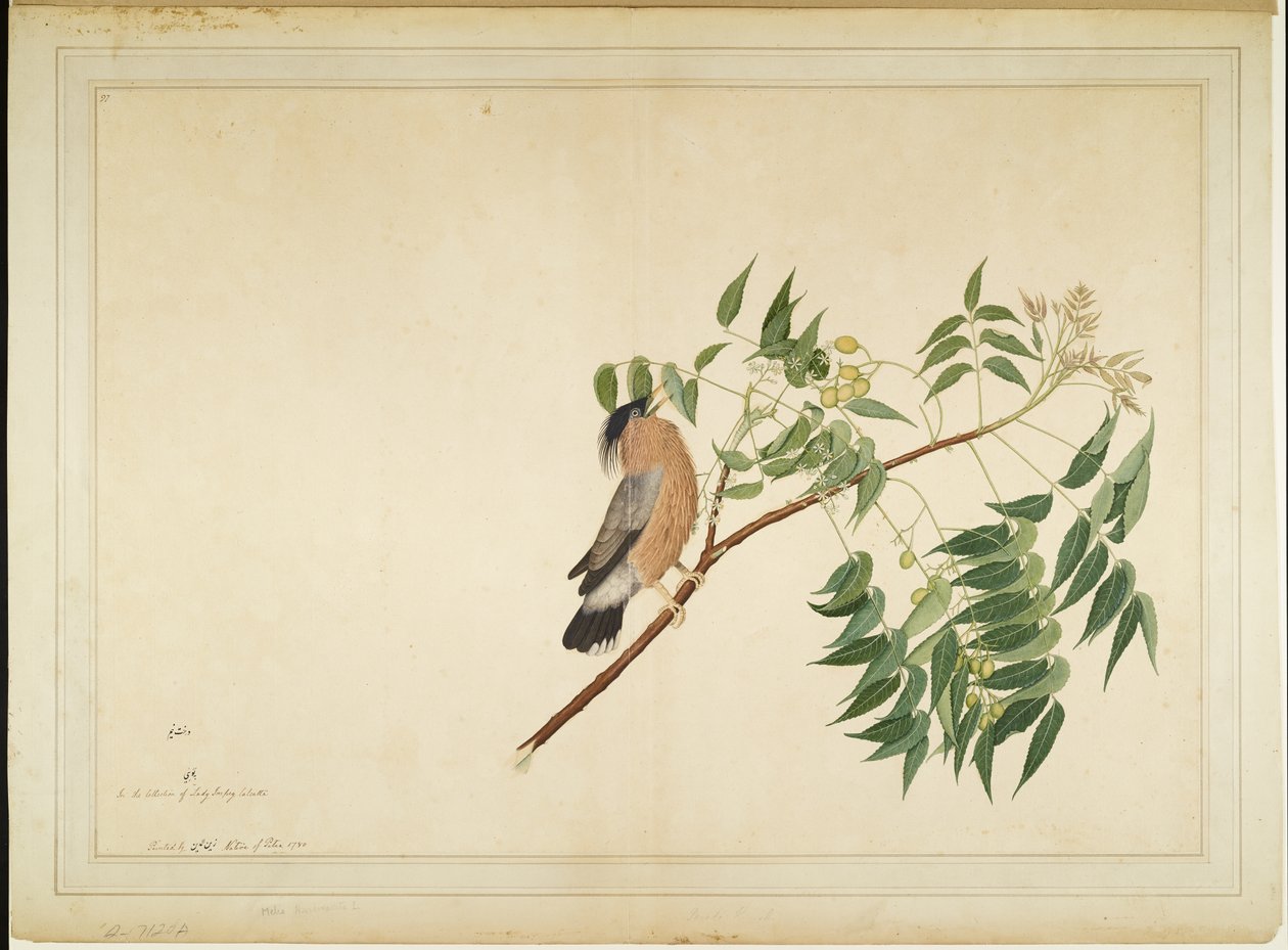 Brahminy Starling på Neem Tree Branch, folio fra en serie bestilt af Lady Impey, 1780 af Shaikh Zain ud Din