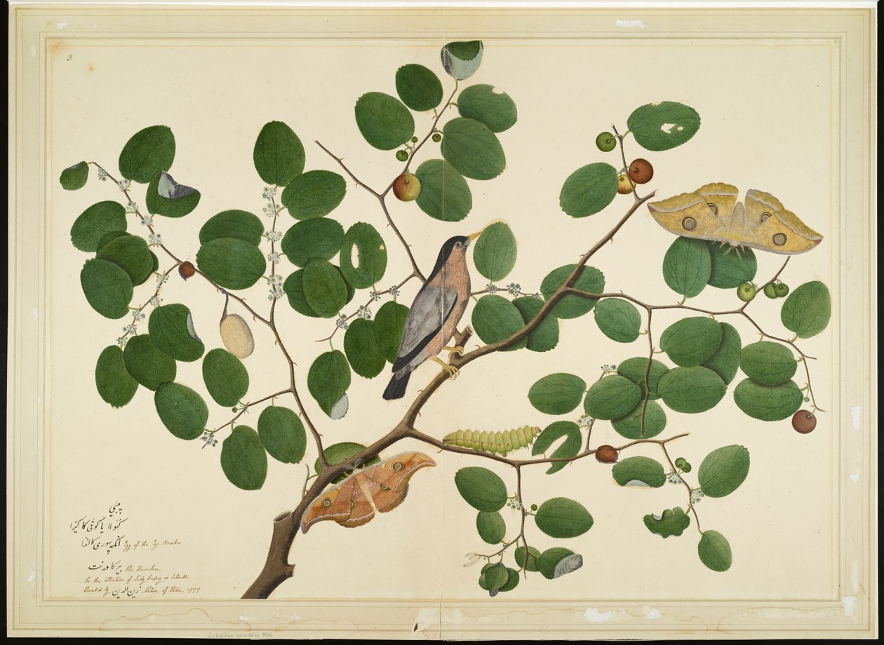 Brahminy Starling with Two Antheraea Moths, Caterpillar and Cocoon on Indian Jujube Tree, folio fra en serie bestilt af Lady Impey, 1777 af Shaikh Zain ud Din