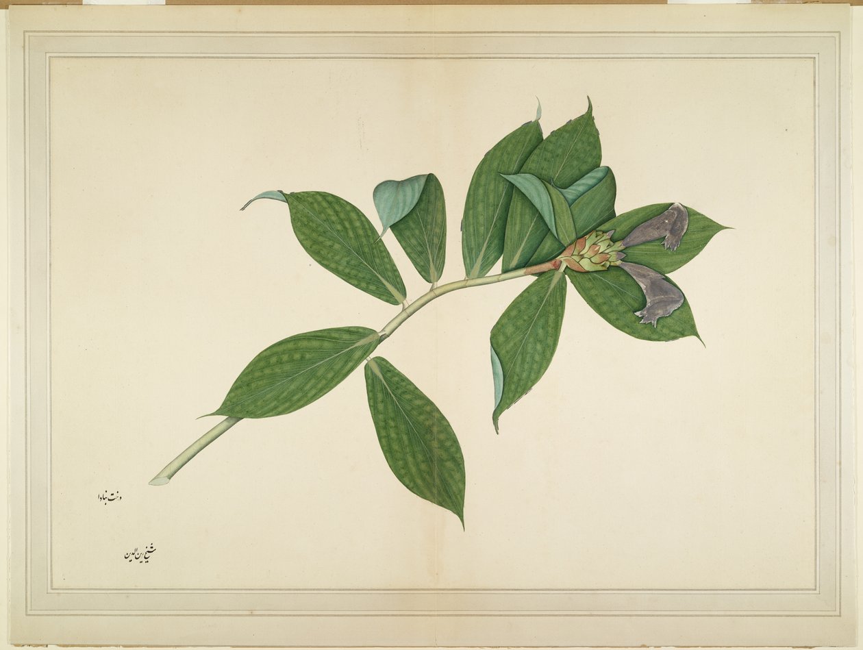 Crepe Ginger Plant, folio fra en serie bestilt af Lady Impey, ca. 1780 af Shaikh Zain ud Din