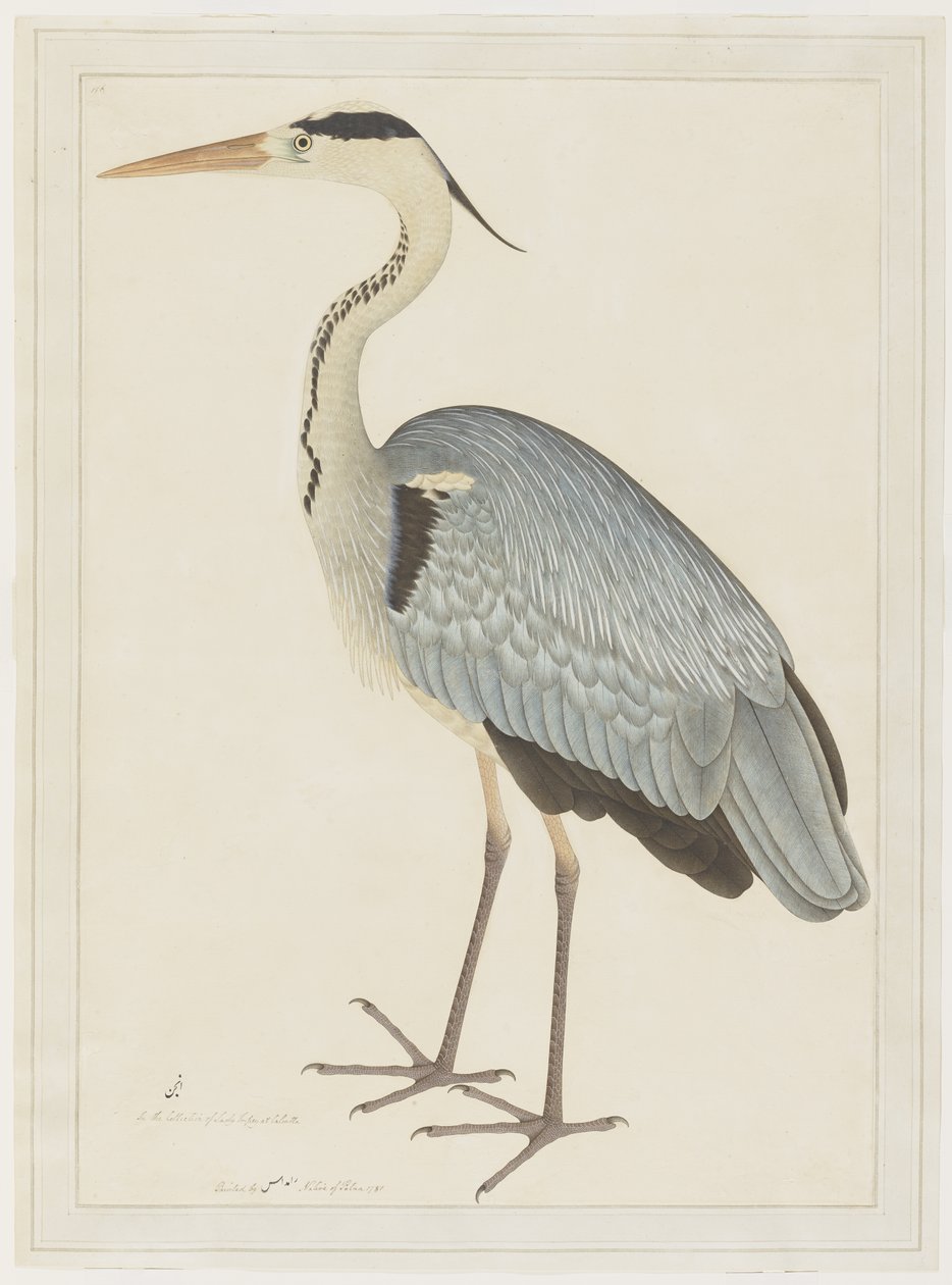 Grey Heron, folio fra en serie bestilt af Lady Impey, ca. 1780-82 af Shaikh Zain ud Din