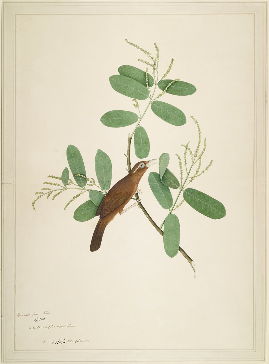 Hwamei på Terminalia Branch, folio fra en serie bestilt af Lady Impey, 1780 af Shaikh Zain ud Din