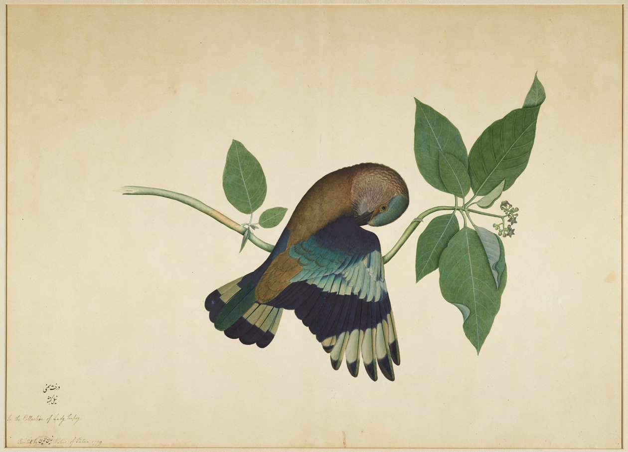 Indian Roller on Sandelwood Branch, folio fra en serie bestilt af Lady Impey, 1779 af Shaikh Zain ud Din