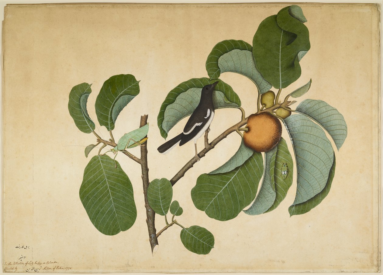 Oriental Magpie Robin med Katydid og Leaf Hopper på Monkey Jack Branch, folio fra en serie bestilt af Lady Impey, 1778 af Shaikh Zain ud Din