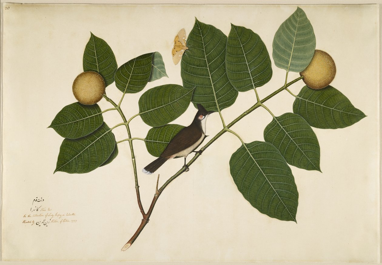 Rød whiskered Bulbul og Aganais Ficus Moth på Kadamba Branch, folio fra en serie bestilt af Lady Impey, 1777 af Shaikh Zain ud Din