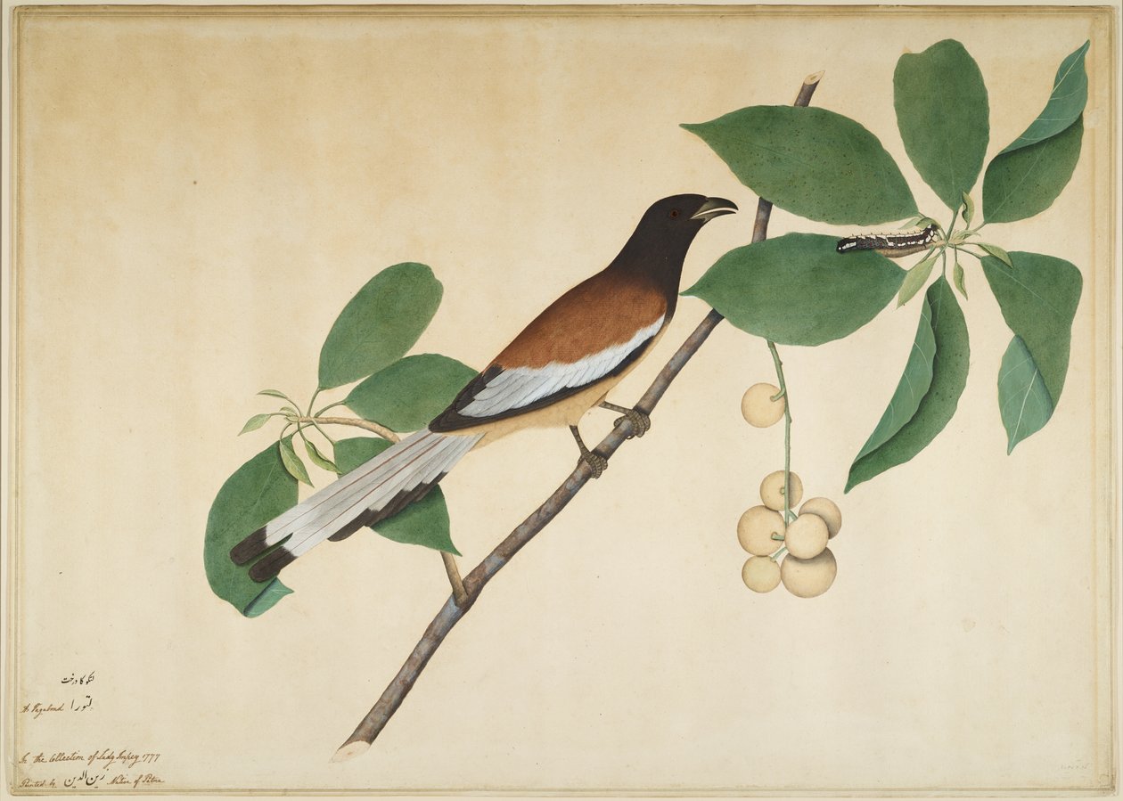 Rufous Treepie and Caterpillar on Branch, folio fra en serie bestilt af Lady Impey, 1777 af Shaikh Zain ud Din