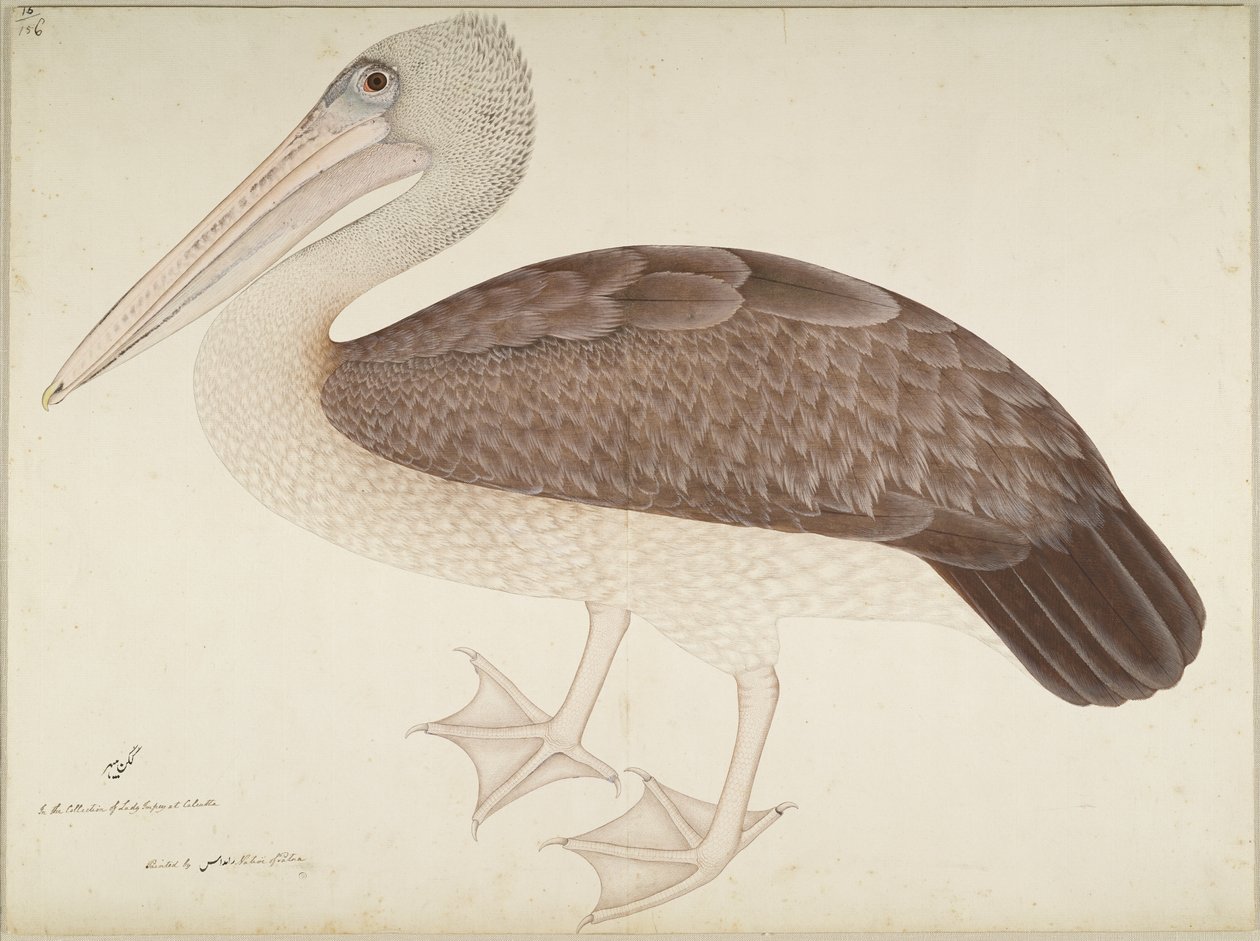 Spotbilled Pelican, folio fra en serie bestilt af Lady Impey, ca. 1780-82 af Shaikh Zain ud Din