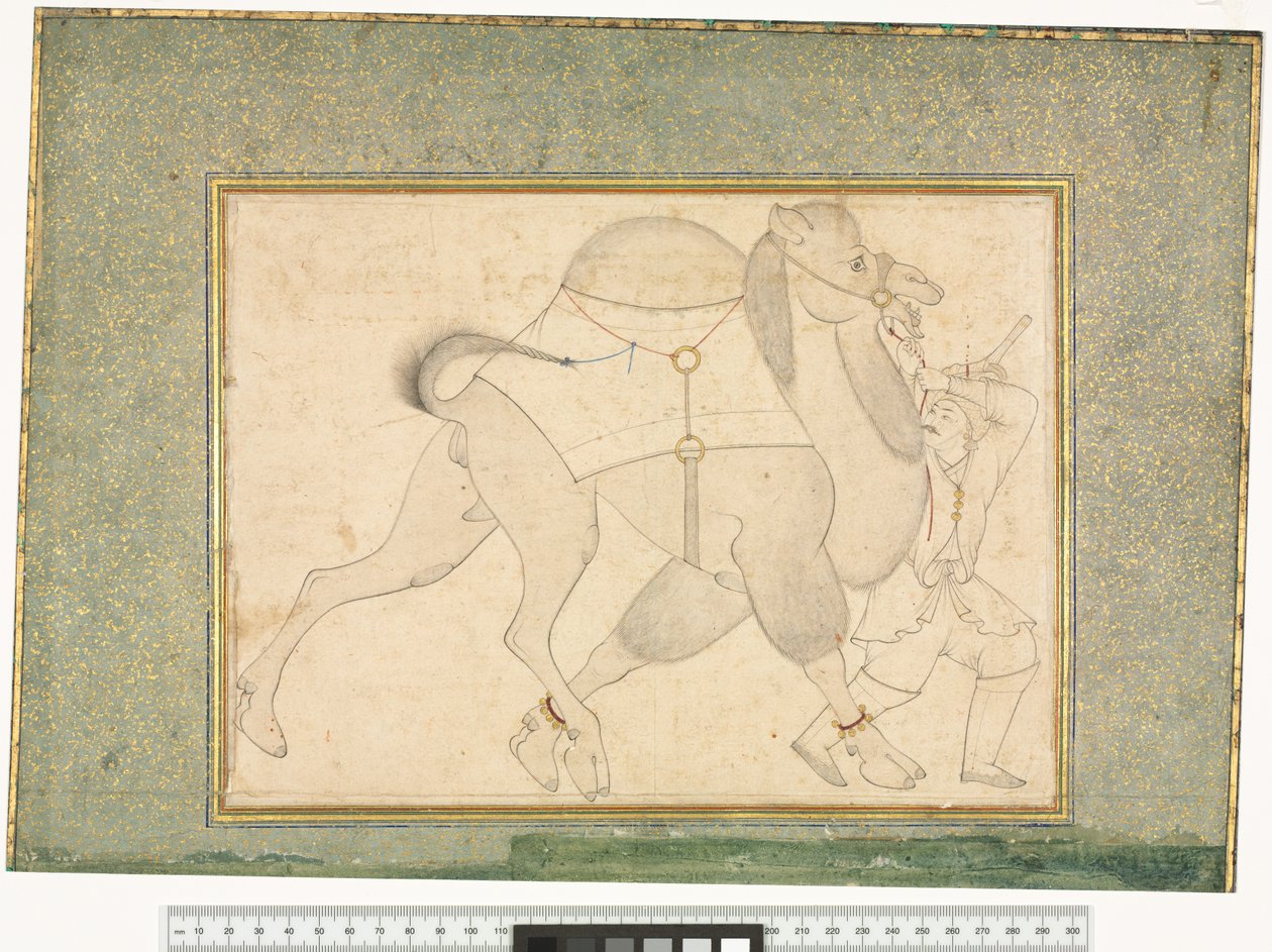 Kamel og Brudgom, ca. 1545-76 af Shaykh Muhammad