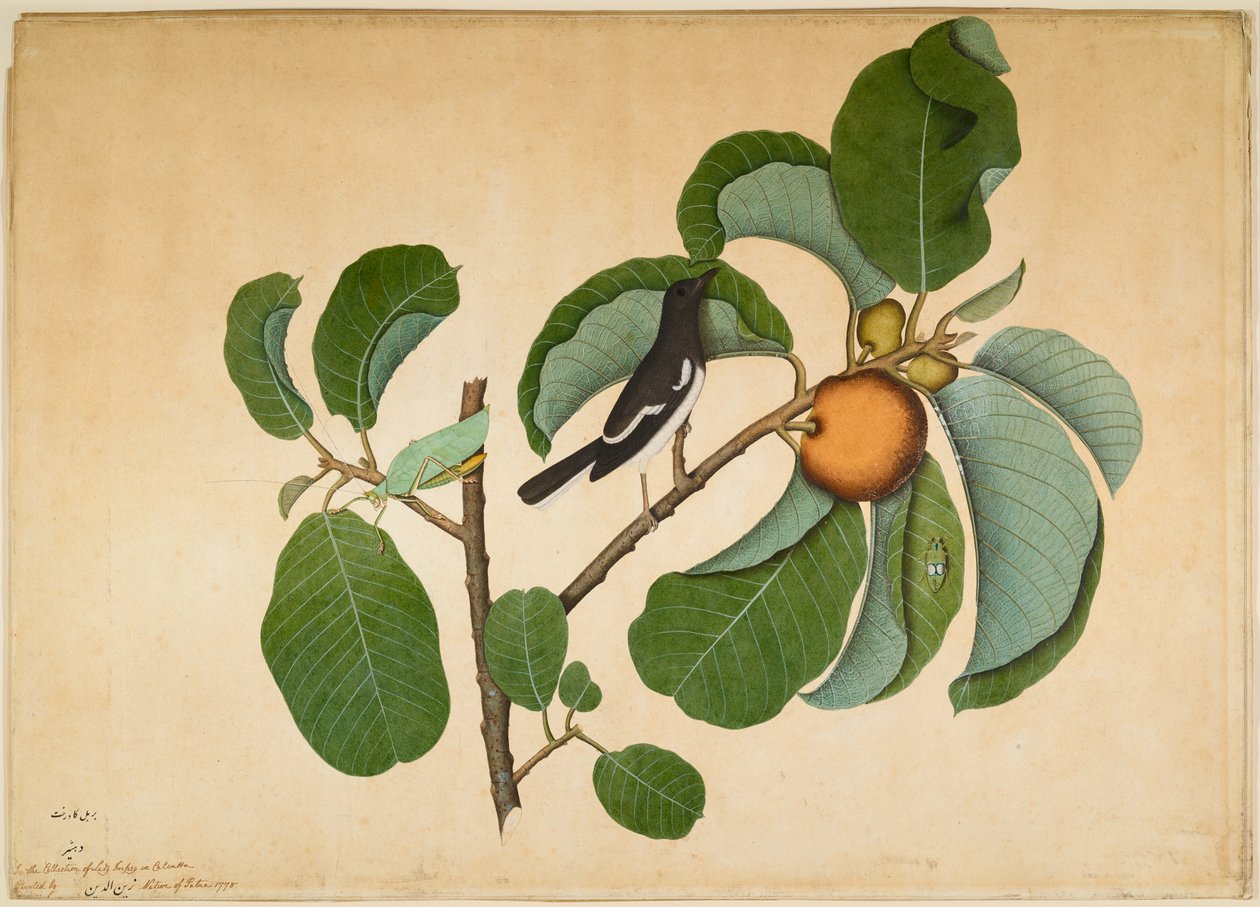 Orientalsk Magpie Robin med Katydid og Leaf Hopper på Monkey Jack Branch af Sheikh Zain ud Din