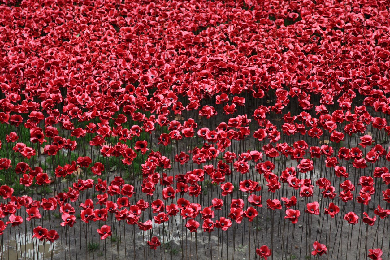 Blood Swept Lands and Seas of Red, Tower of London, 2014. af Sheldon Marshall