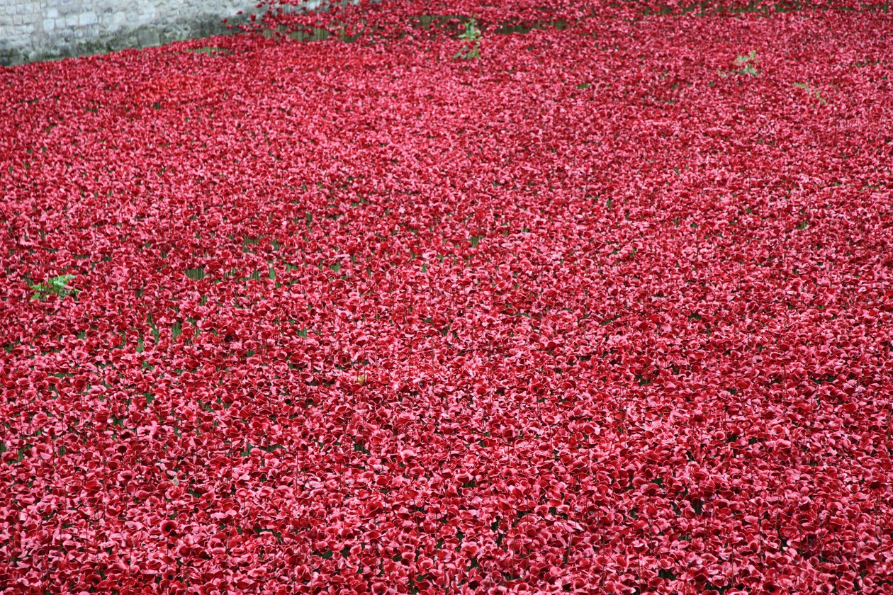 Blood Swept Lands and Seas of Red, Tower of London, 2014. af Sheldon Marshall