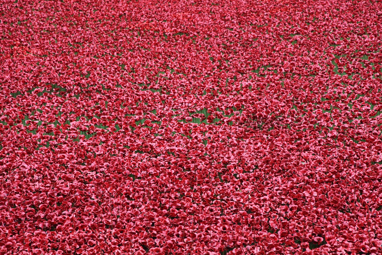 Blood Swept Lands and Seas of Red, Tower of London, 2014. af Sheldon Marshall