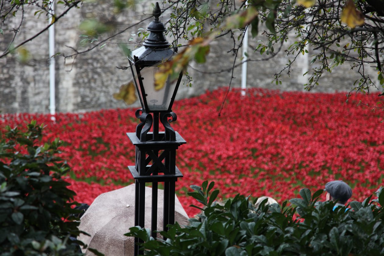 Blood Swept Lands and Seas of Red, Tower of London, 2014. af Sheldon Marshall