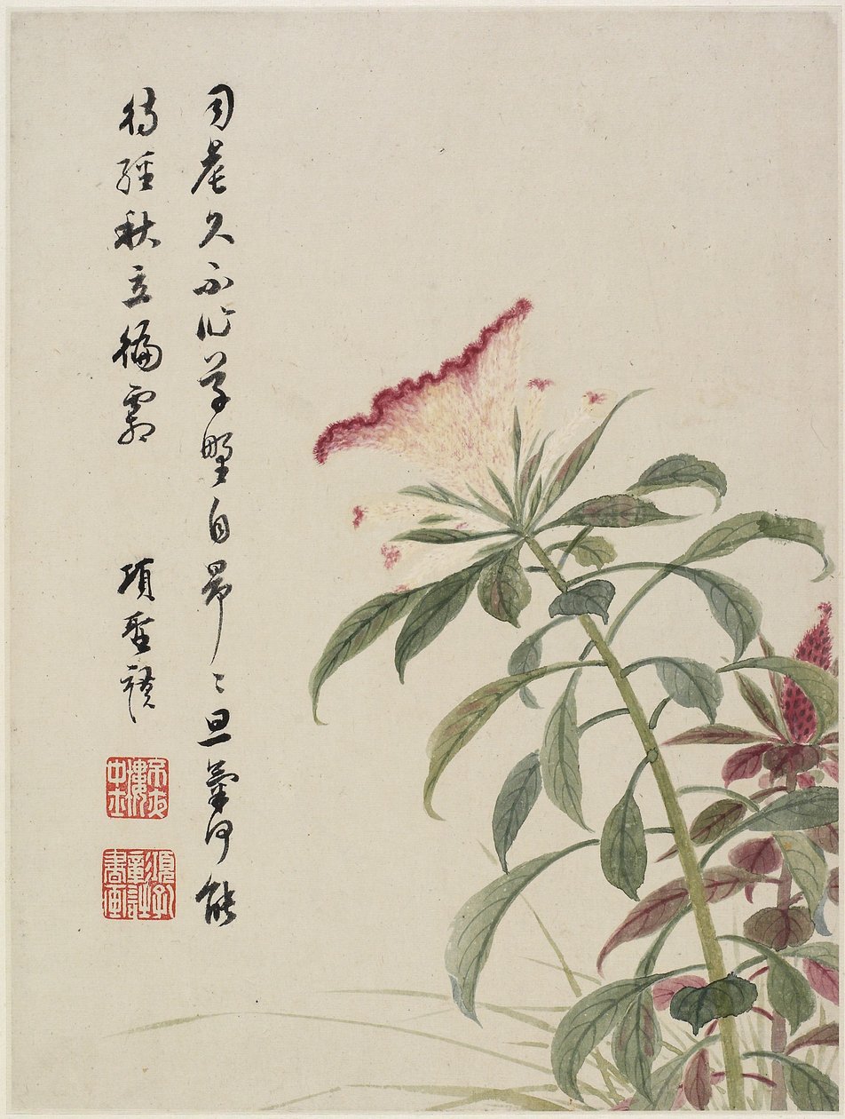 Hanekam fra et blomsteralbum med ti blade, 1656 (blæk og farve på papir) af Shengmo Xiang