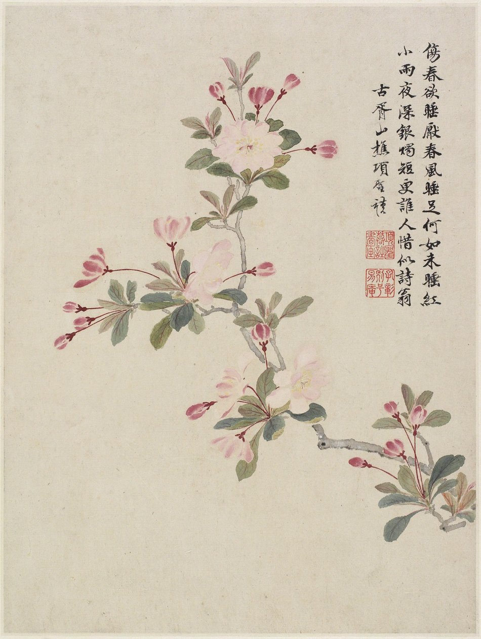 Krabbe-æbleblomst fra et blomsteralbum med ti blade, 1656 (blæk og farve på papir) af Shengmo Xiang