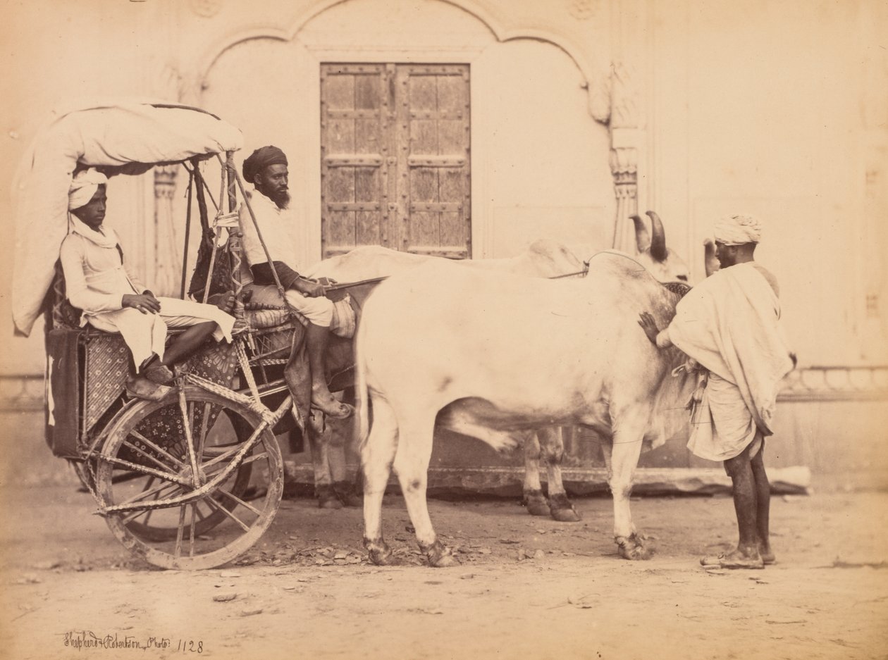 Bullock Cart, Delhi af Shepherd and Robertson