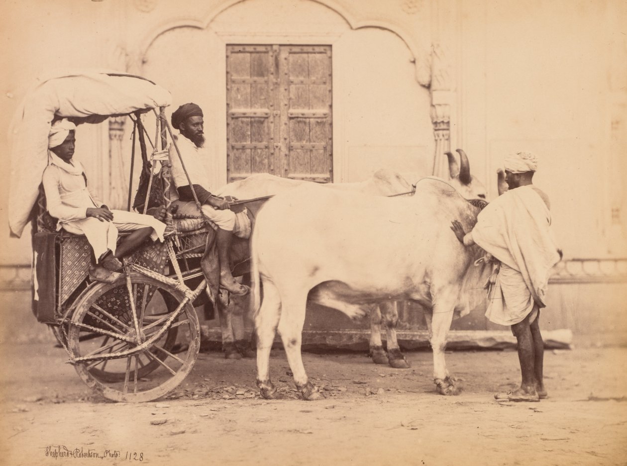 Bullock Cart, Delhi, 1863. af Shepherd and Robertson