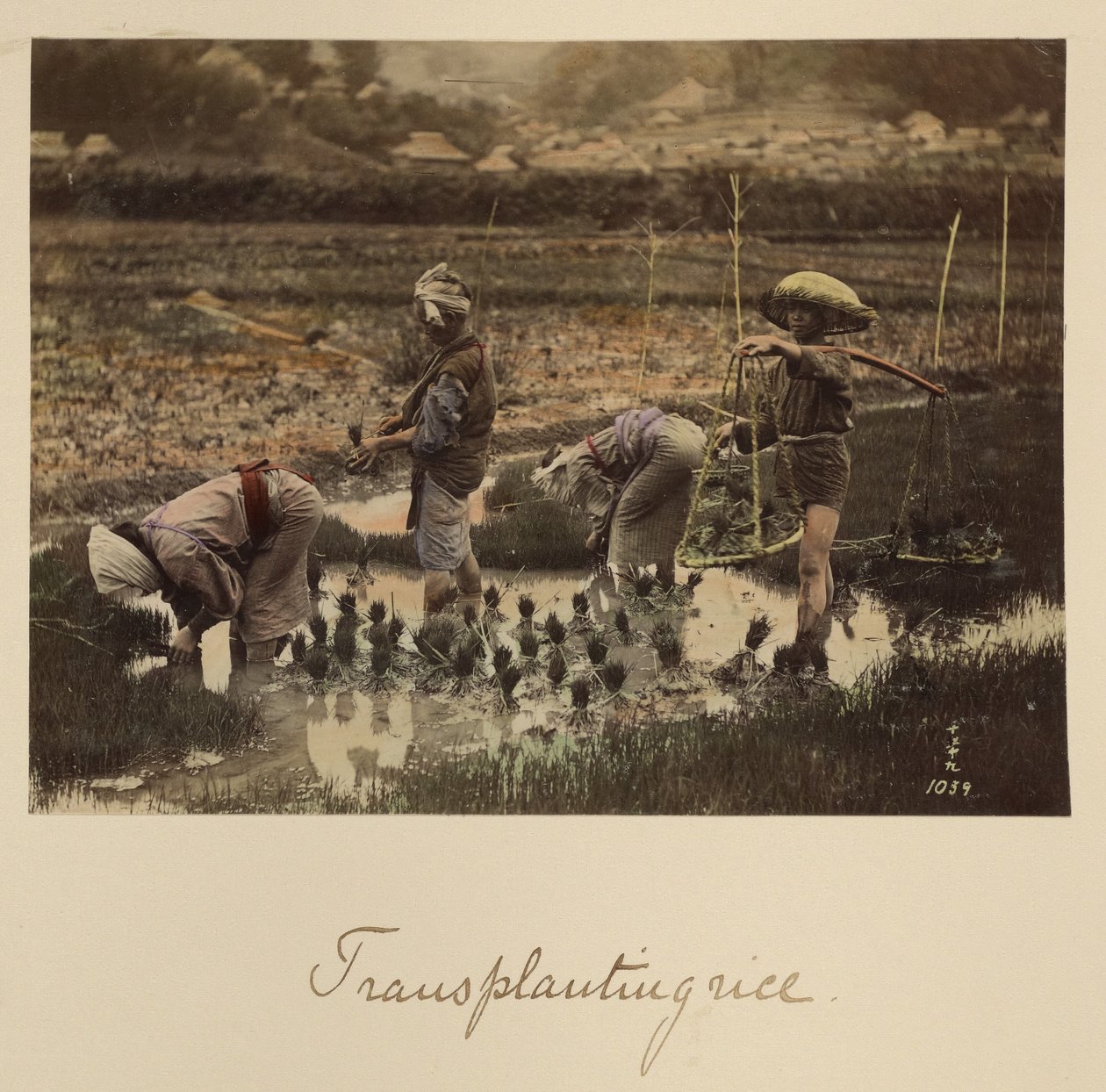 Udplantning af ris af Shinichi Suzuki