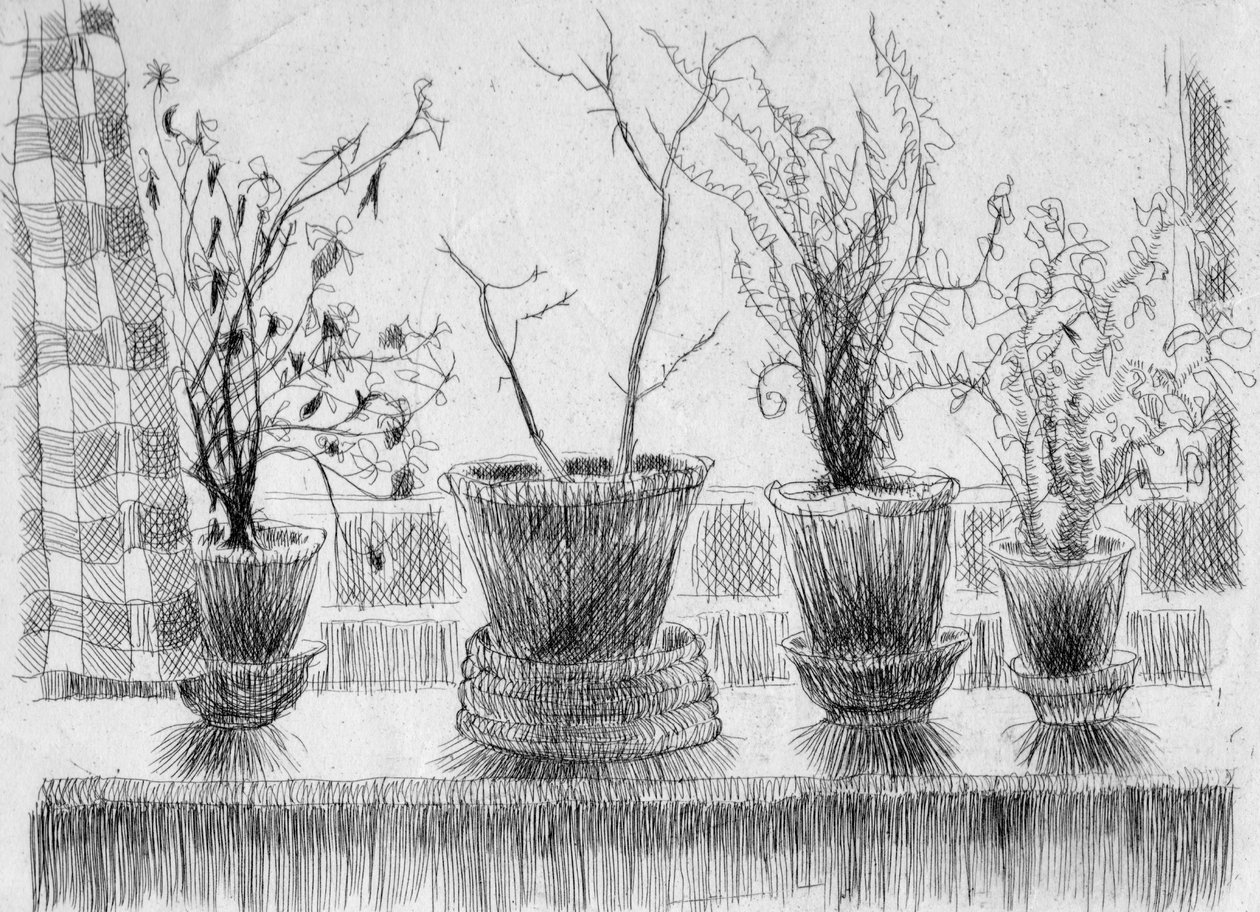 Døde planter i en vindueskarm, 1952. af Shirley Markham