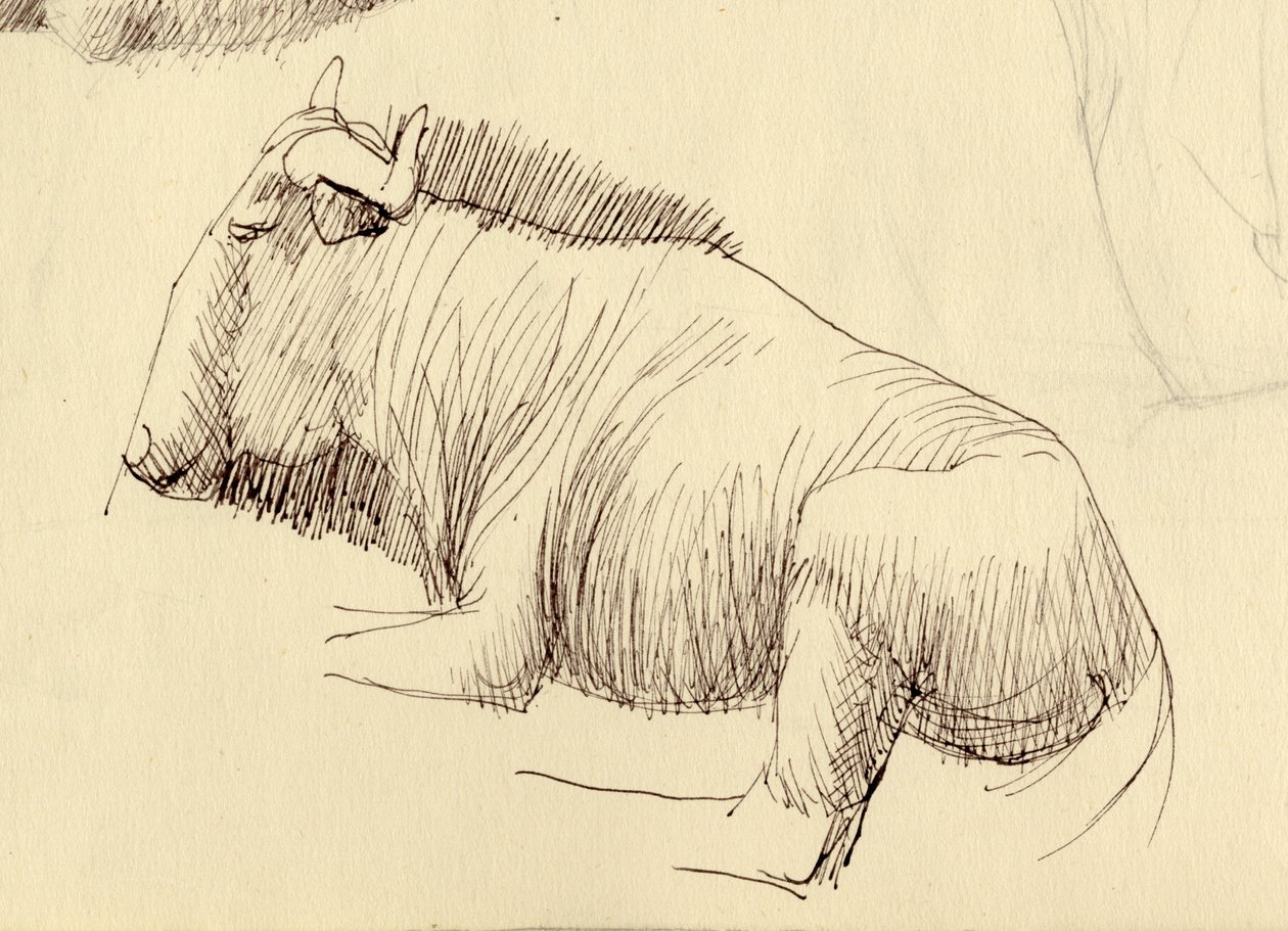 Gnu, c1951. af Shirley Markham