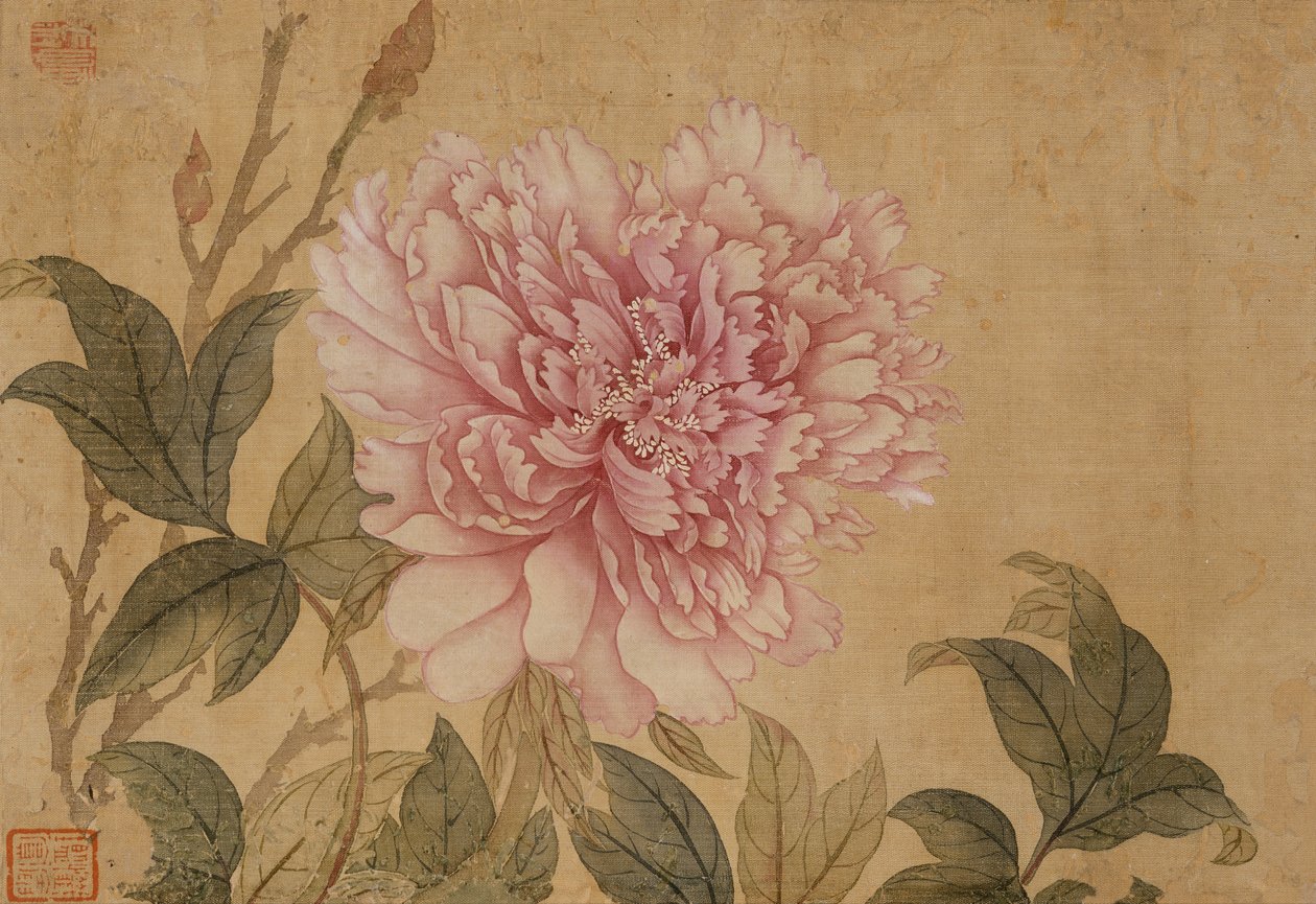Pæon, blad fra et album af blomstermalerier (blæk og farve på silke) af Shouping Yun