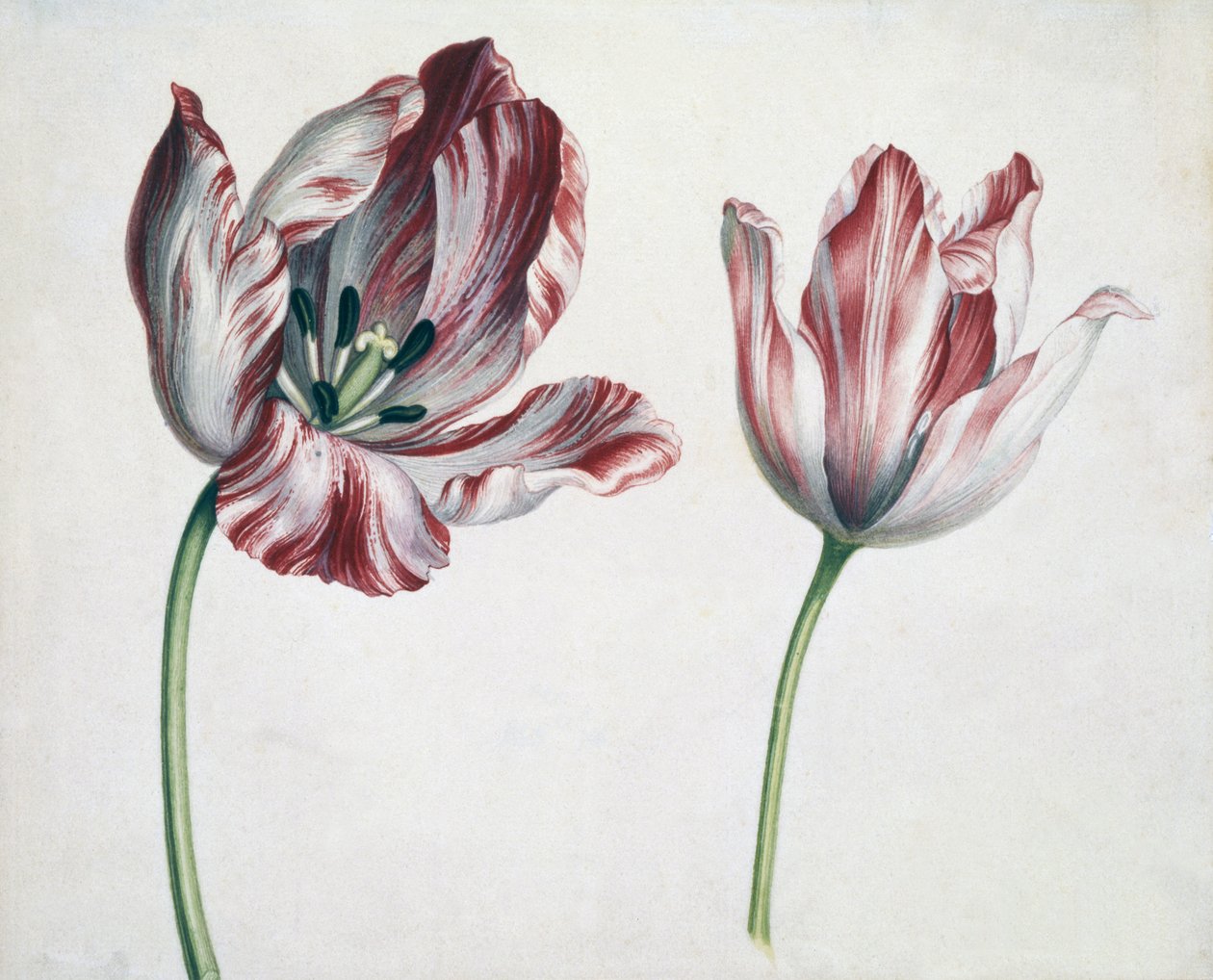 Tulipaner af Simon Peeterz Verelst