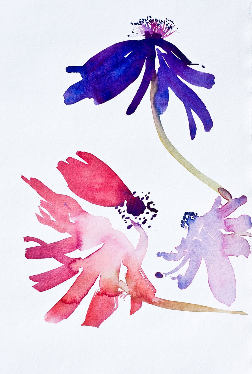 Anemoner II, 2010 (akvarel) af Simon Fletcher