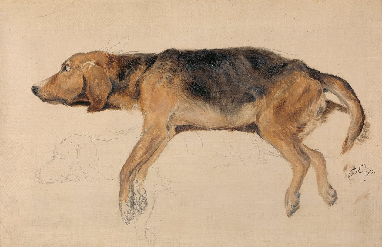 Undersøgelse af en liggende hund af Sir Edwin Henry Landseer