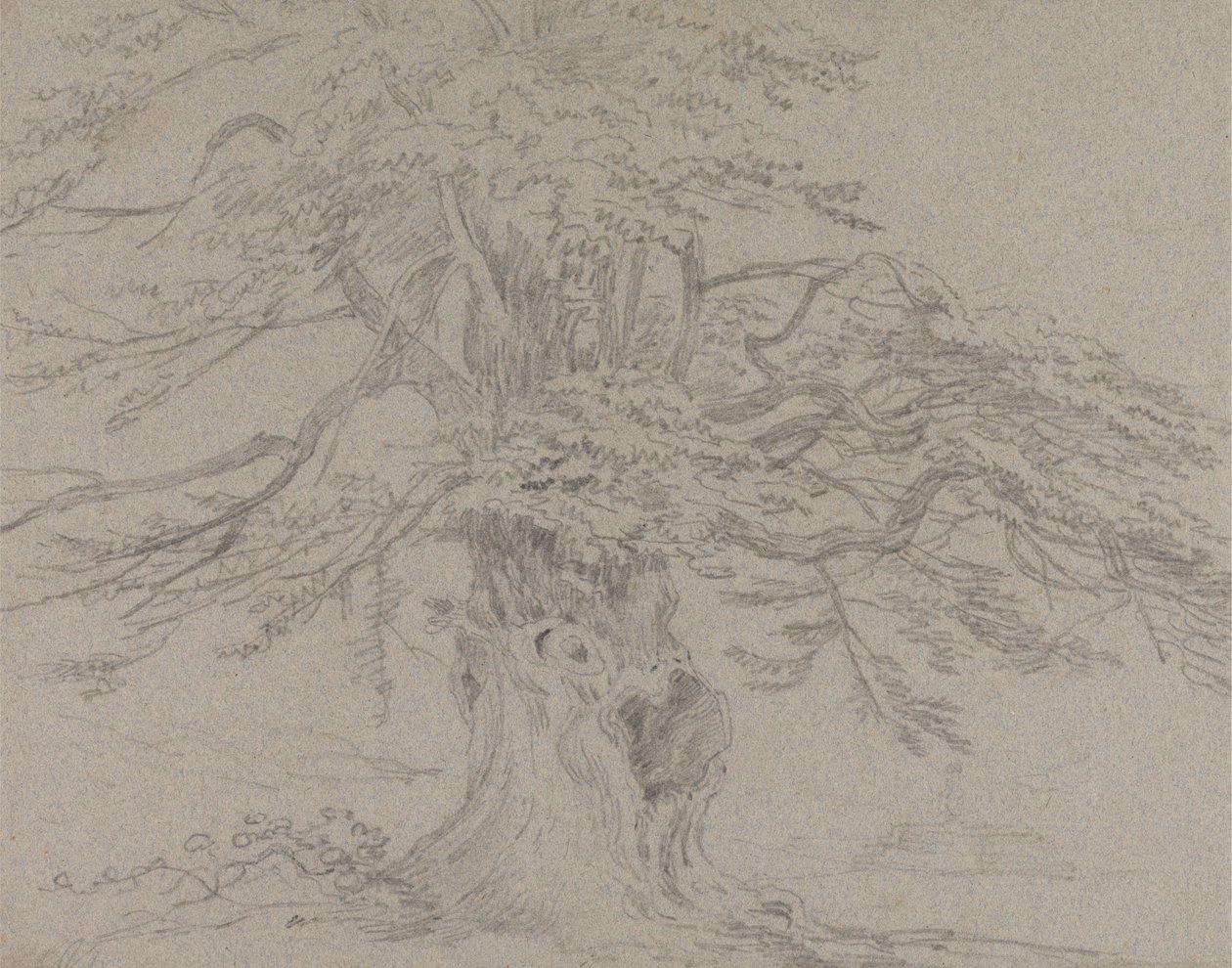 Træundersøgelse af Sir George Howland Beaumont seventh Baronet