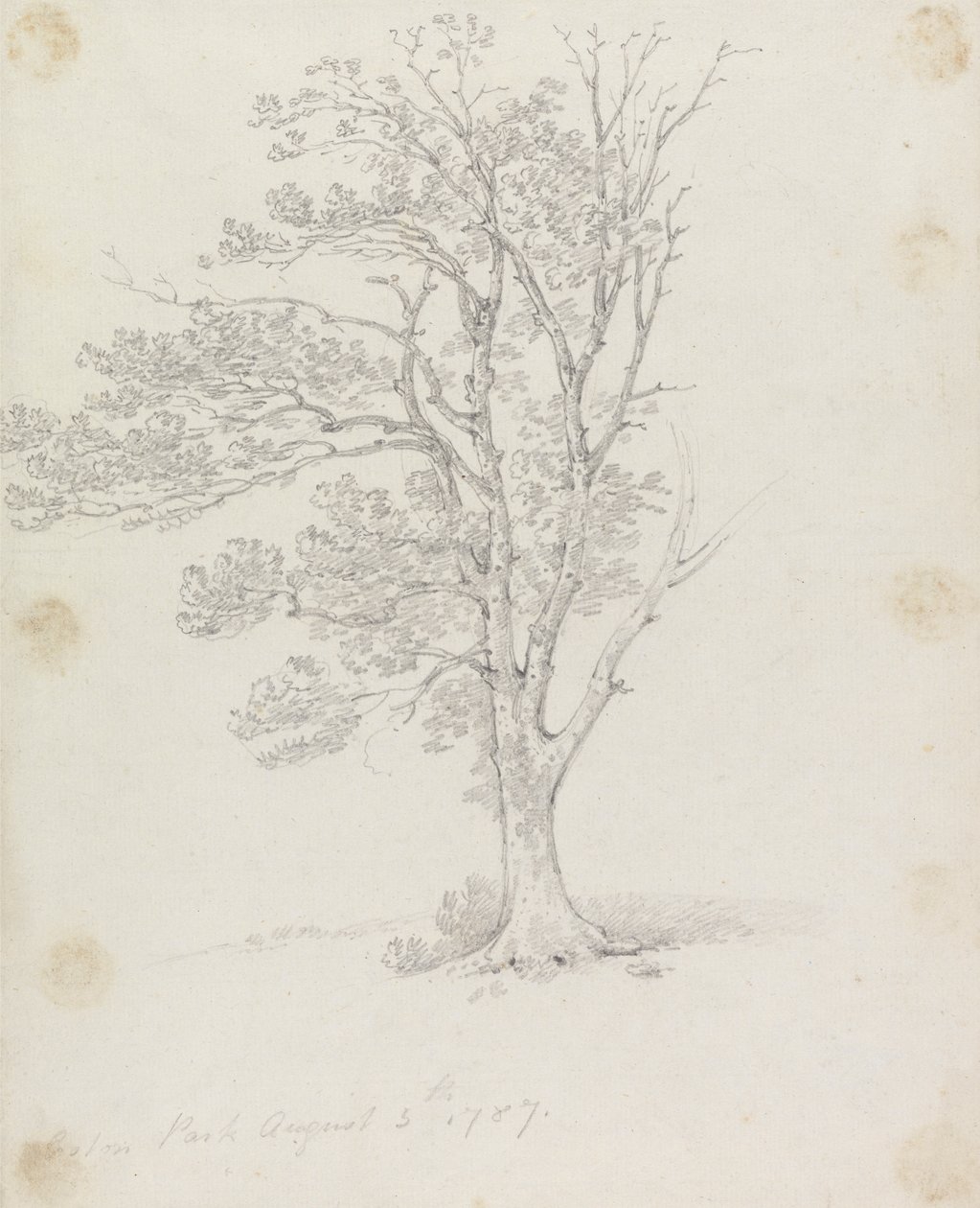 Træ i Easton Park af Sir George Howland Beaumont seventh Baronet