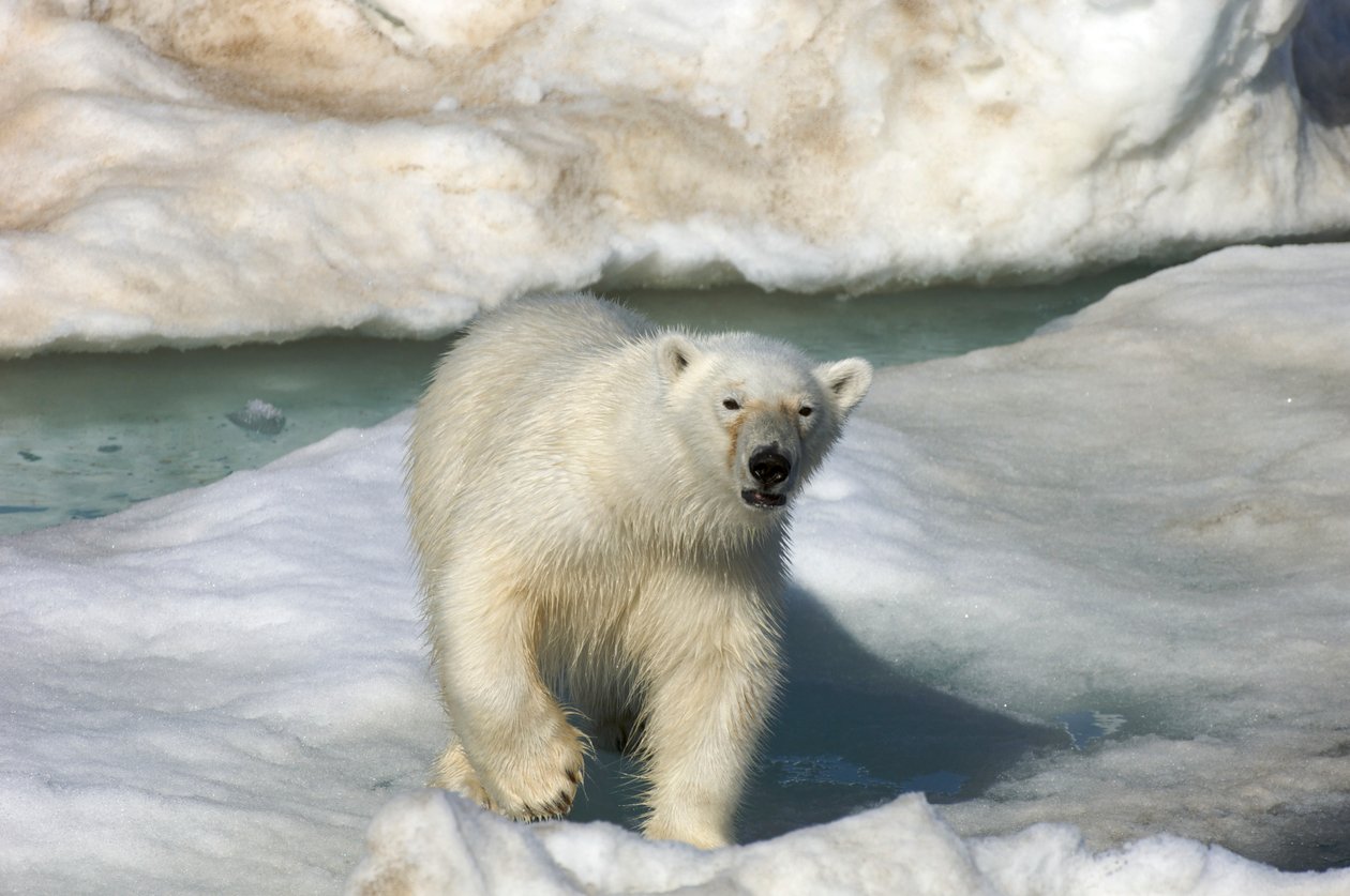 Isbjørn (Ursus maritimus) går over en isflage, Svalbardøerne, Norge, 2022 (foto) af Sisse Brimberg