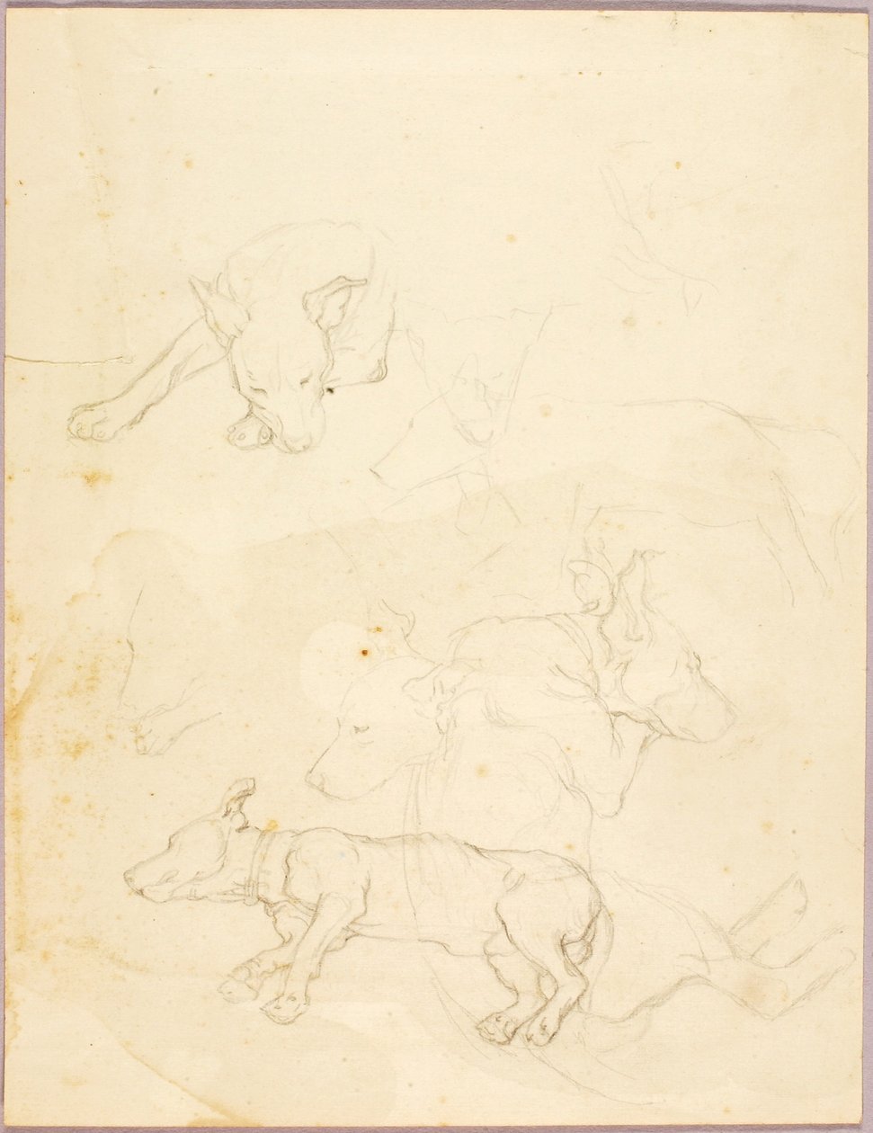 Hunde af Solon H. Borglum