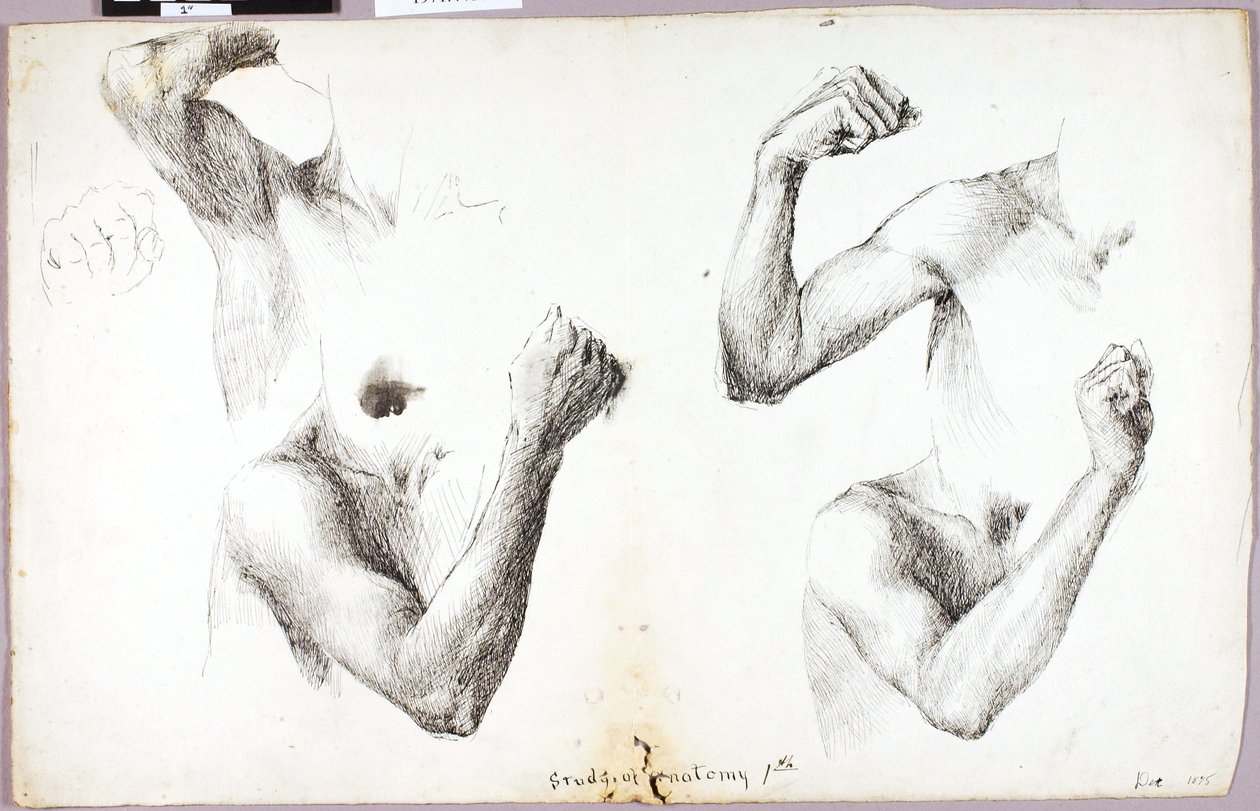 Studier af fire arme, #1 af Solon H. Borglum