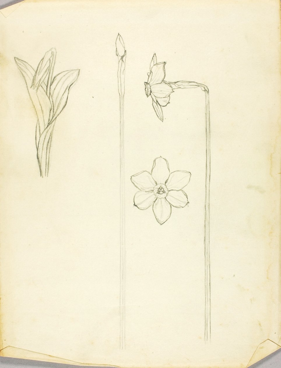 Undersøgelse af planter af Solon H. Borglum