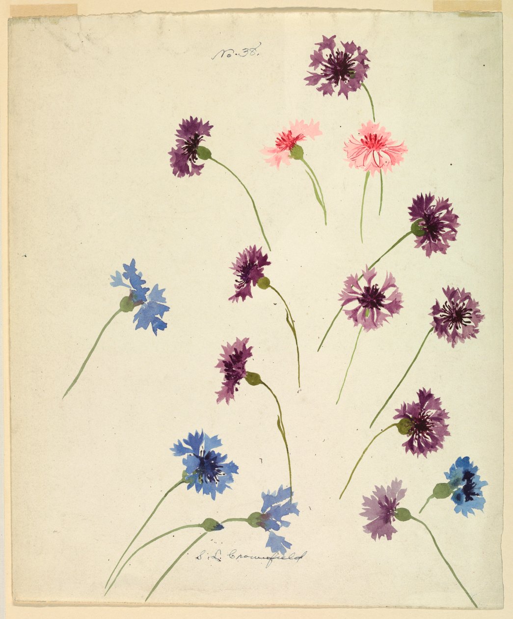 Tegning, studie: Kornblomster, slutningen af det 19. århundrede af Sophia L. Crownfield