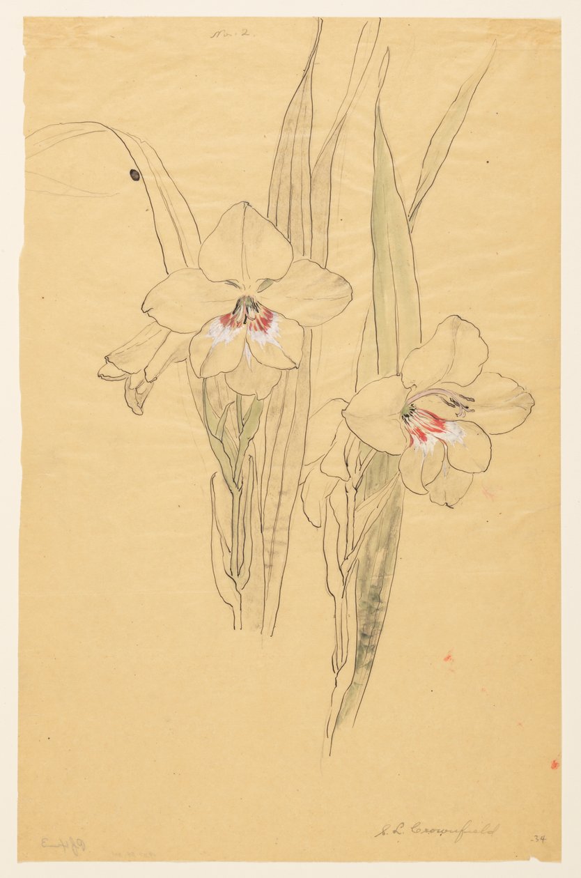 Studie af amarylliser af Sophia L. Crownfield