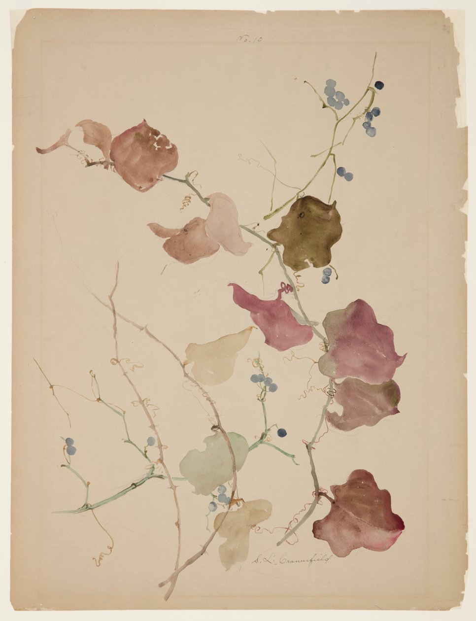 Undersøgelse af Clematis Vine med blå bær af Sophia L. Crownfield